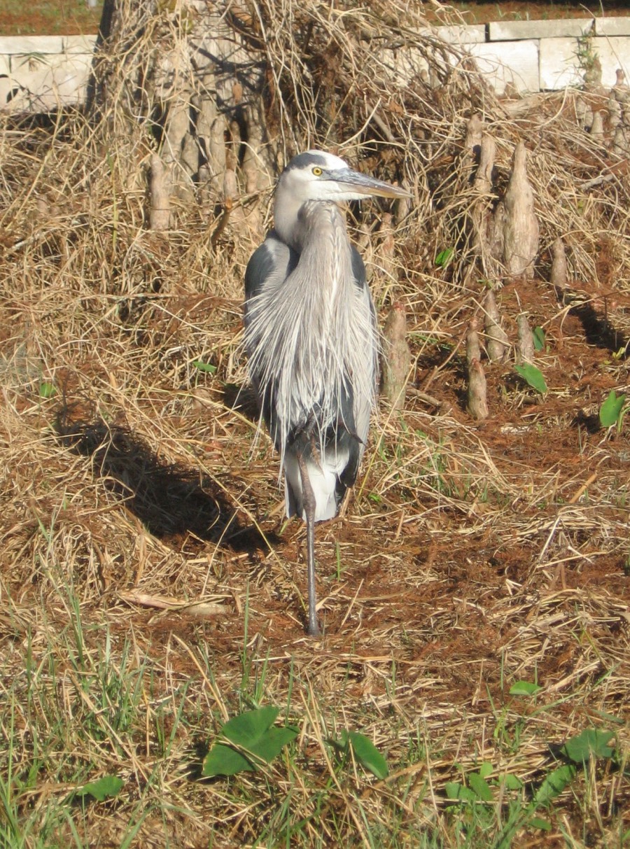 Great Blue Heron