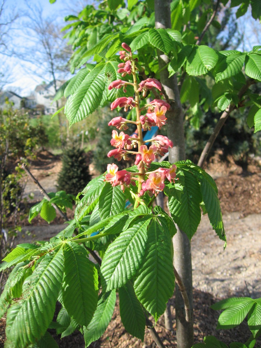 Red Horse Chestnut