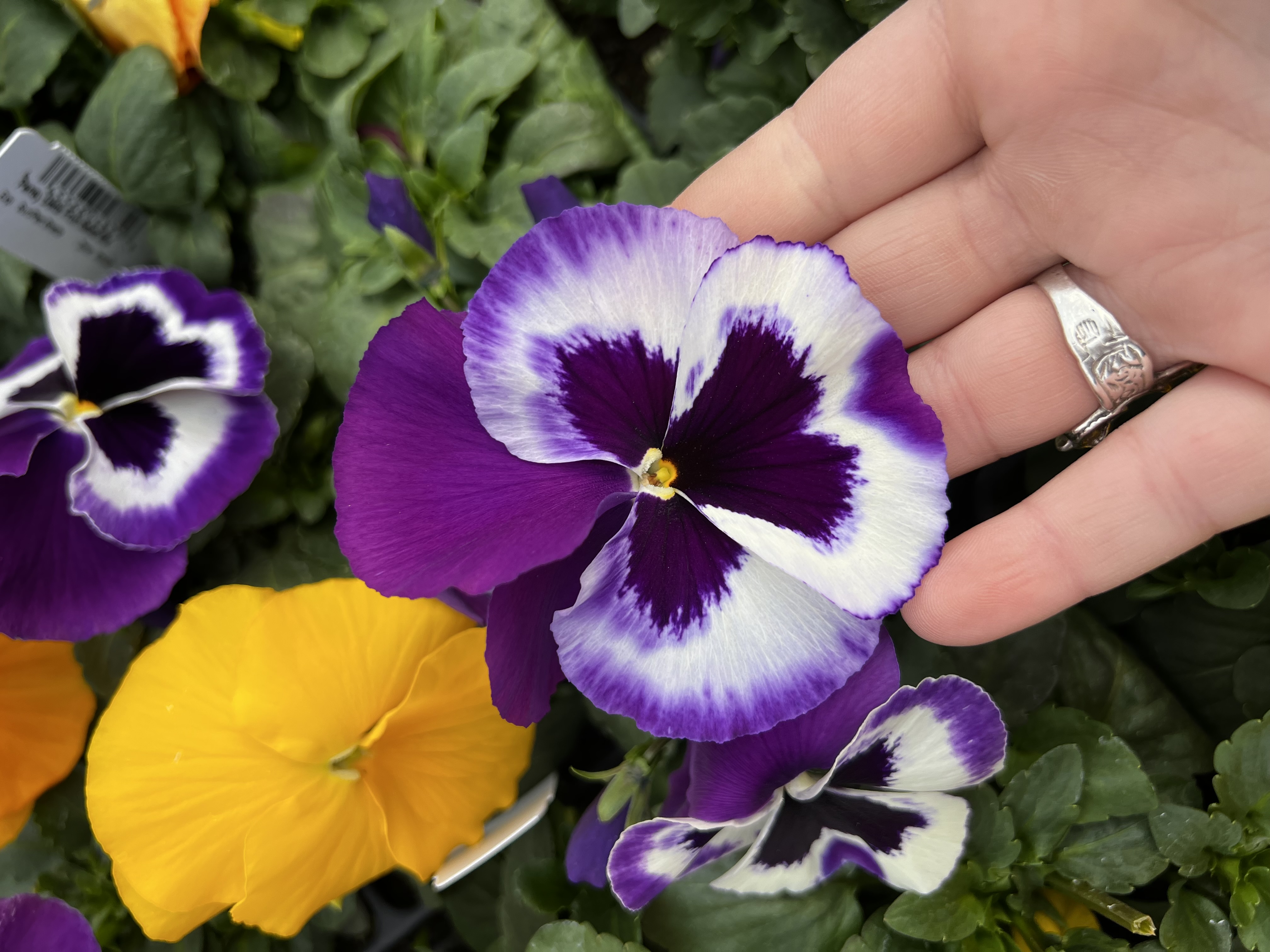 Pansy 'Fruit Salad Mix'