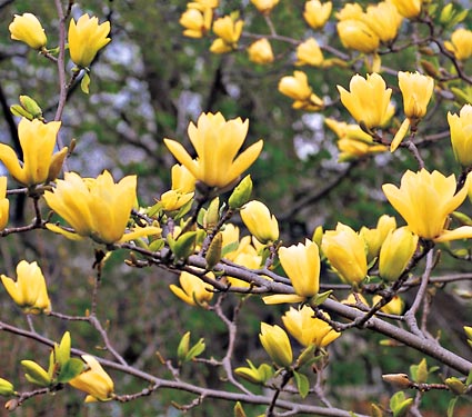 Magnolia Butterflies