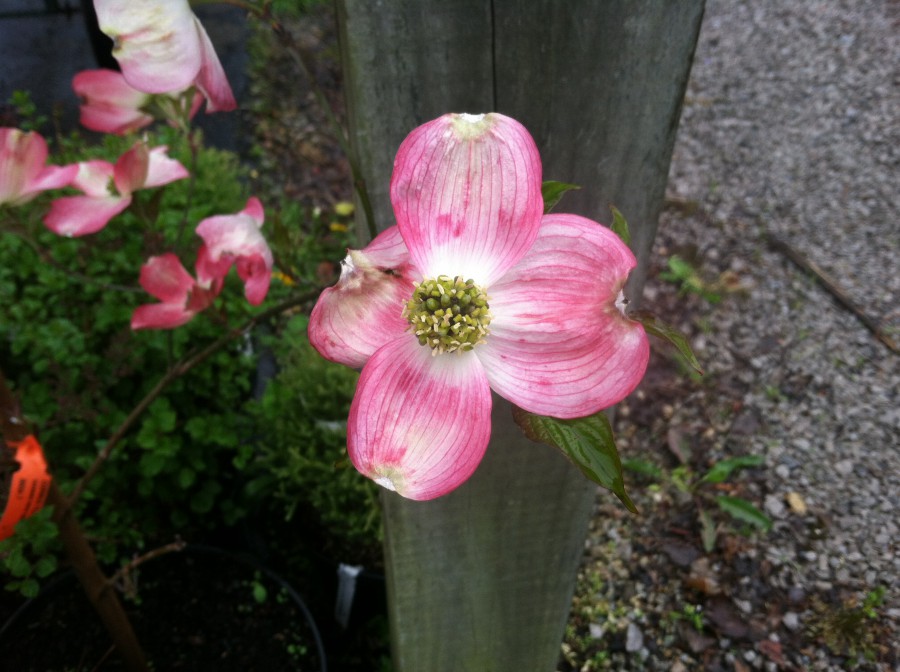 cherokee brave dogwood planting