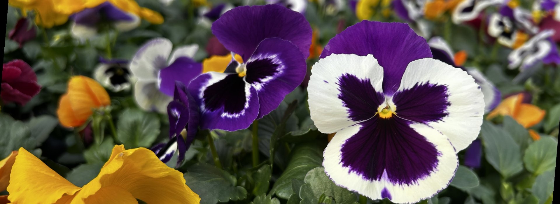 Pansy!