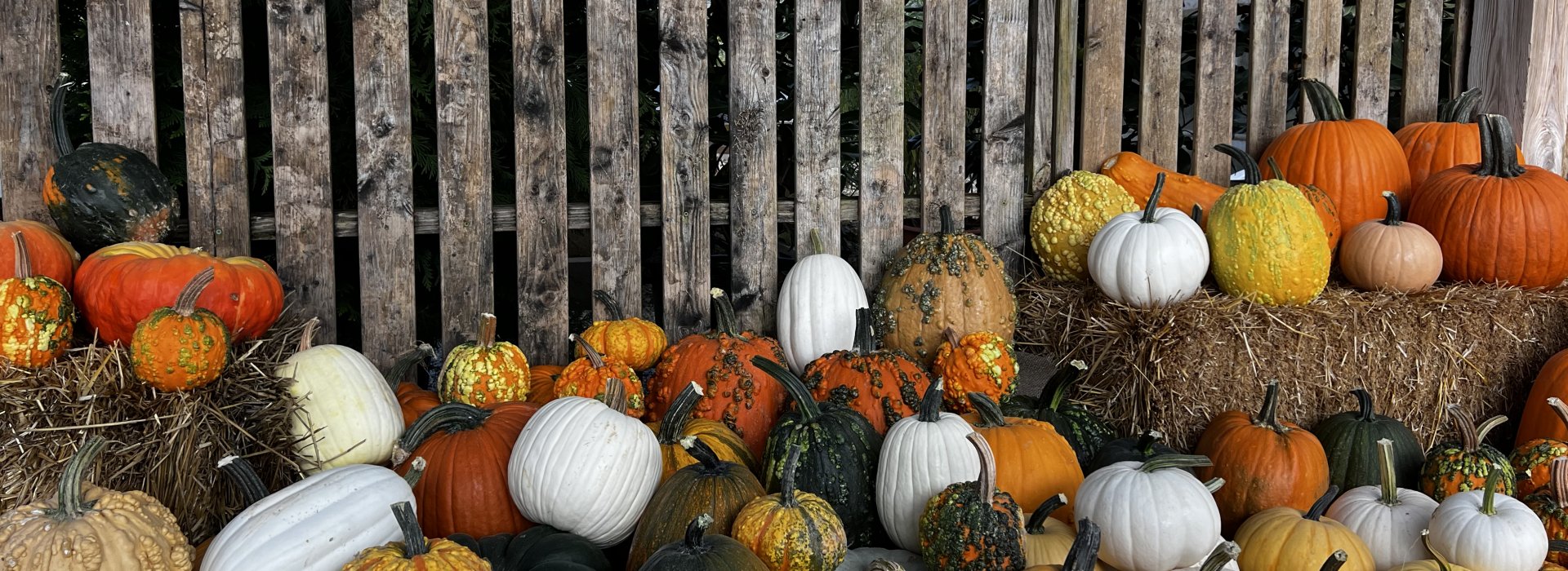 pumpkins