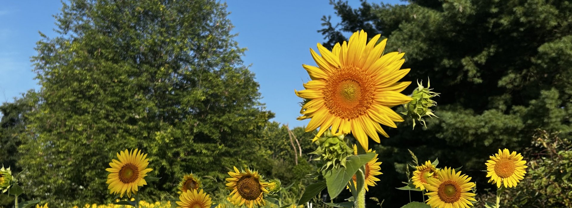 Sunflowers