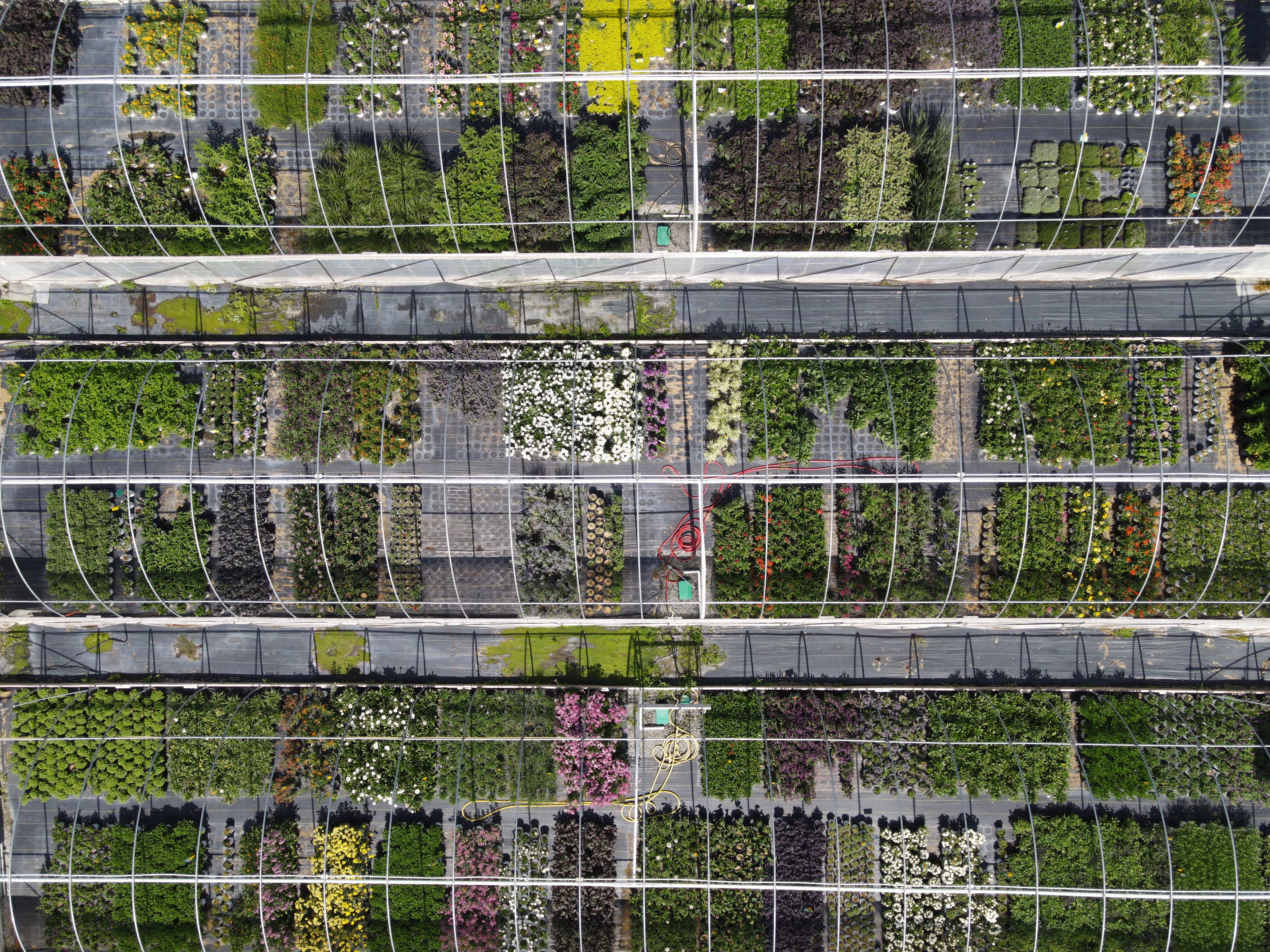 Overhead into the perennial houses