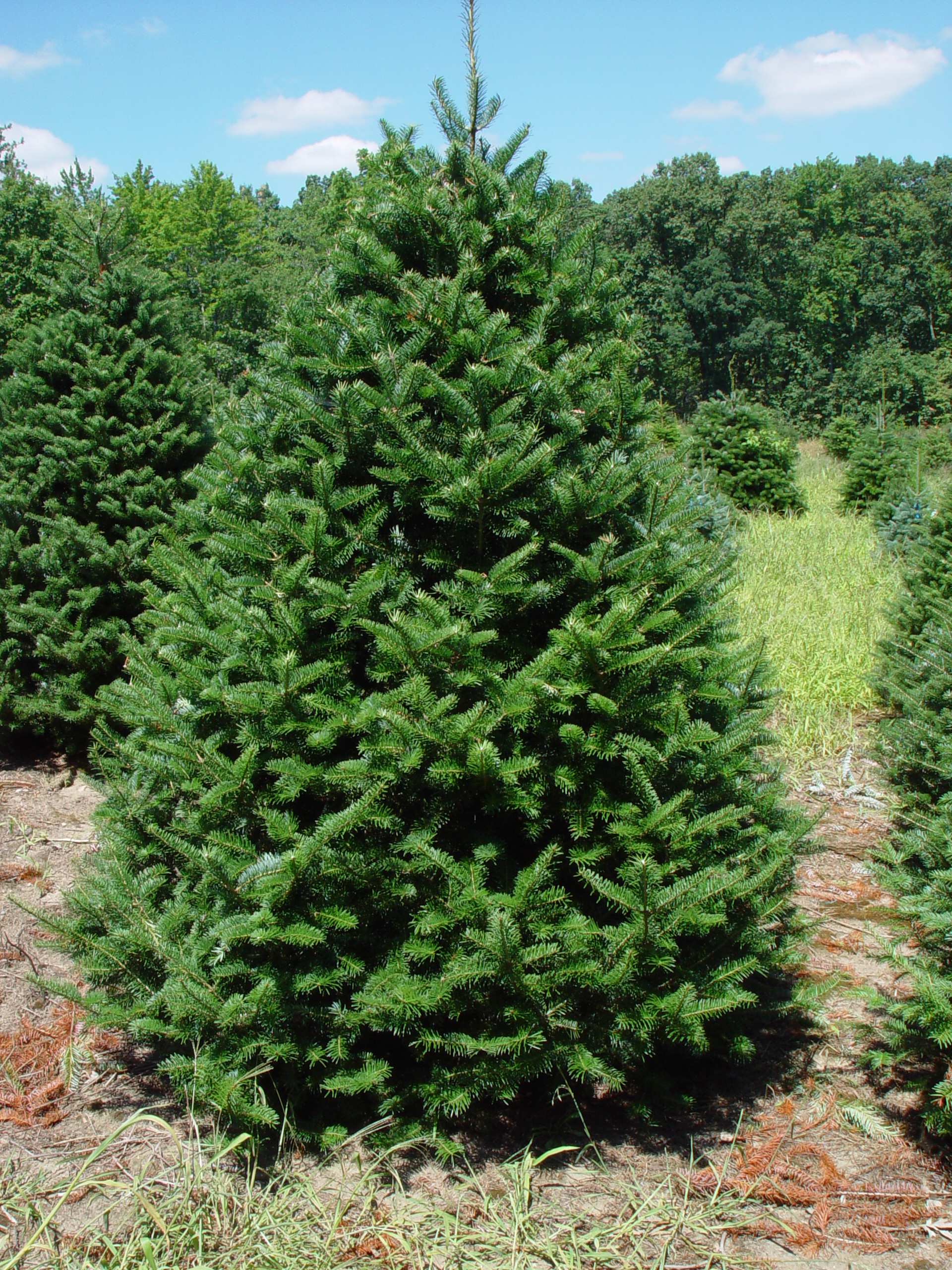 Abies balsamea 'Canaan'