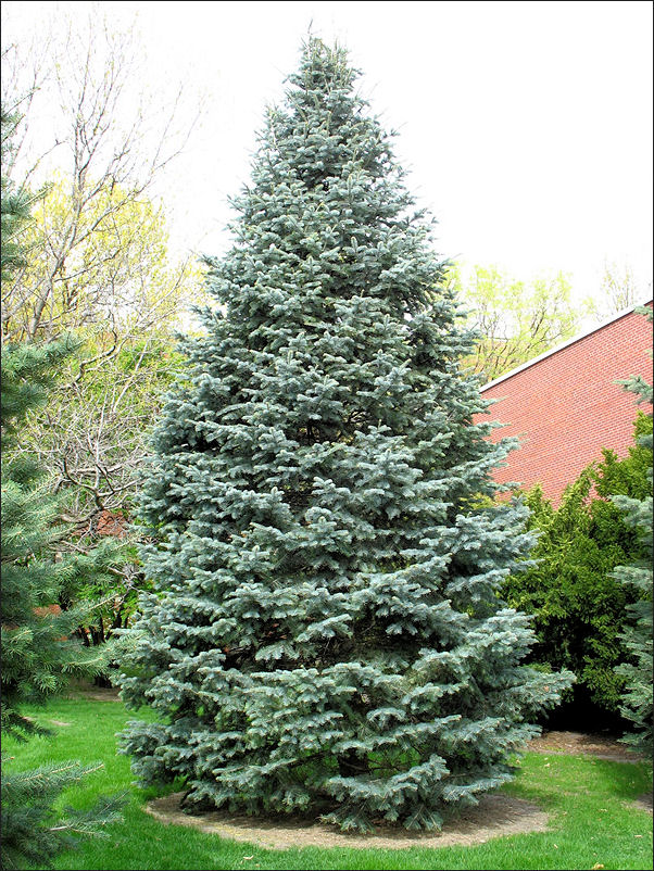 Abies concolor