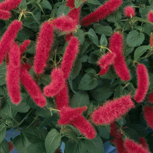 Acalypha pendula 'Fire Tail'