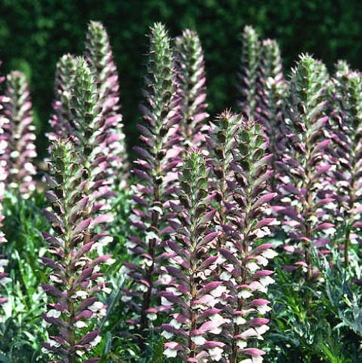 Acanthus spinosus