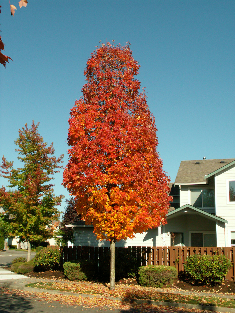 Acer x freemanii 'Armstrong'