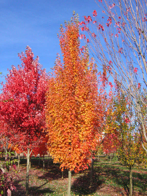 Acer Rubrum 'Armstrong Gold'