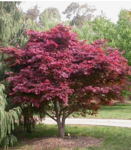 Acer palm. 'Atropurpureum'