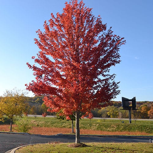 Acer x freemanii 'Autumn Blaze'