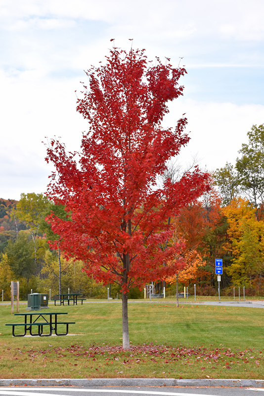 Acer x freemanii 'Autumn Fantasy'