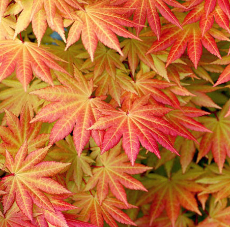 Acer shirasawanum 'Autumn Moon'