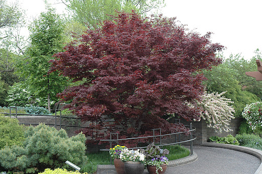 Acer palm. 'Bloodgood'