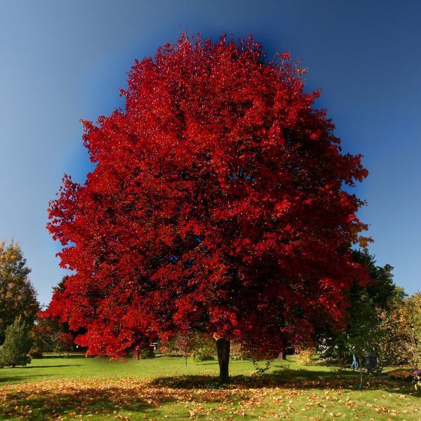 Acer rubrum 'Brandywine'