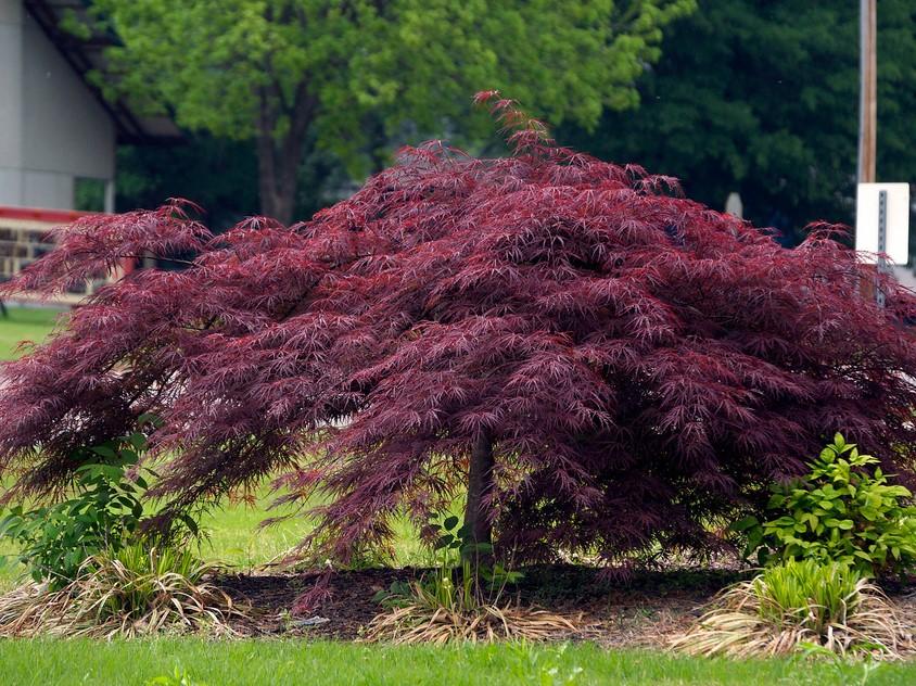 Acer palm. diss. 'Crimson Queen'