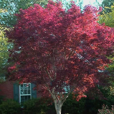 Acer palm. 'Emperor I'