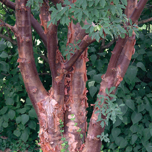 Acer griseum