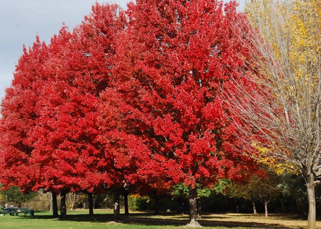 Acer rubrum 'October Glory'