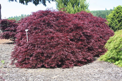 Acer palmatum. diss. 'Red Dragon'