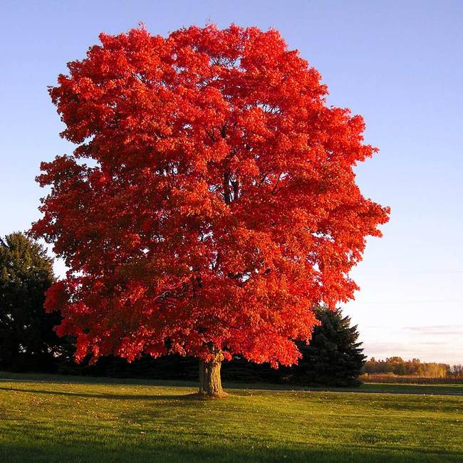 Acer rubrum 'Red Sunset'