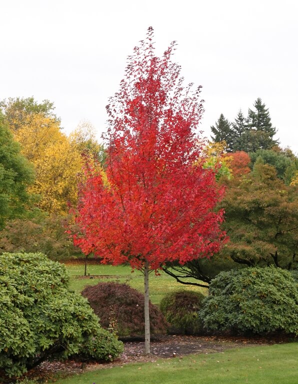 Acer rubrum 'Redpointe'