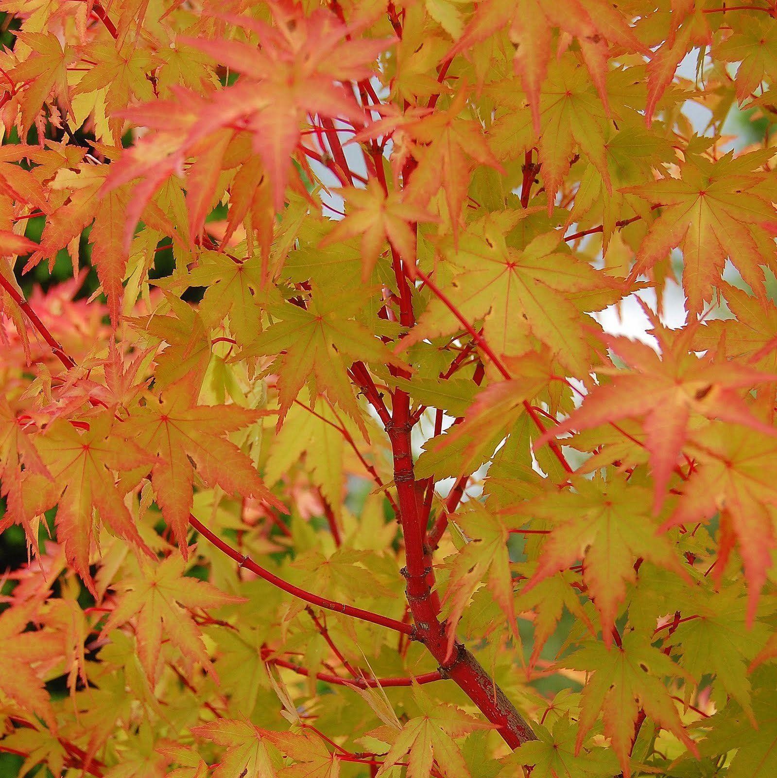 Acer palmatum 'Sango kaku'