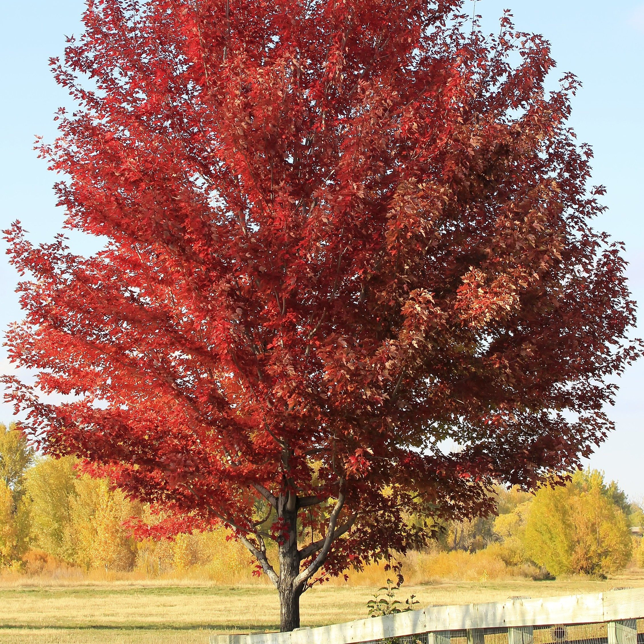 Acer rubrum 'Sun Valley'