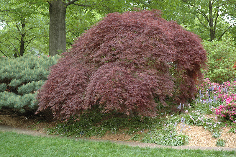 Acer p. 'Tamuke yama'