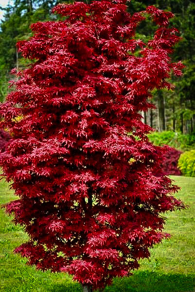 Acer p. 'Twombly's Red Sentinel'