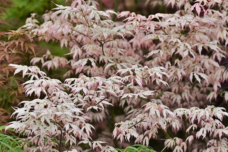 Acer palm. 'Ukigumo'