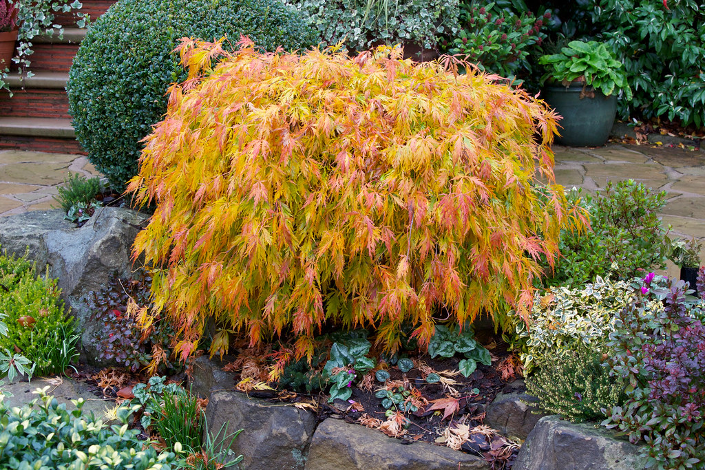 Acer palm. diss. 'Viridis'