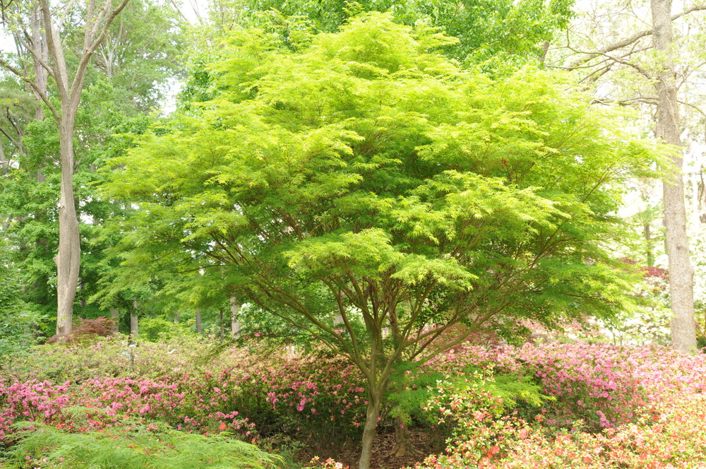 Acer palmatum