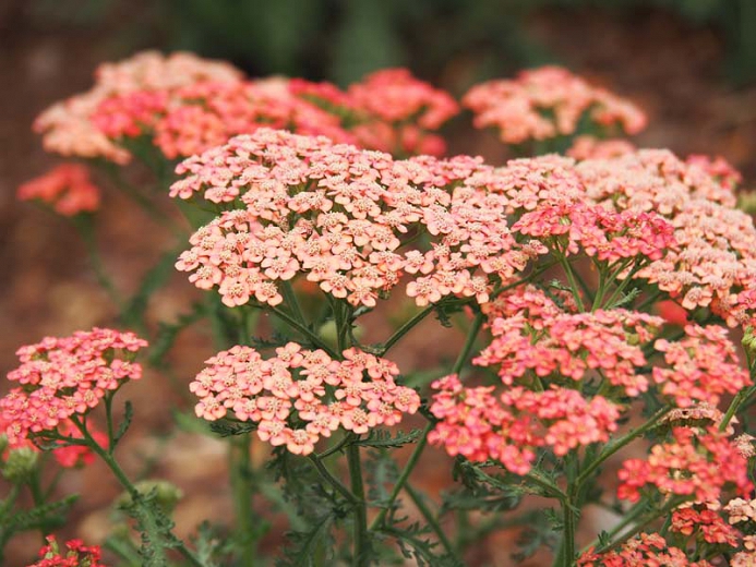 Achillea Apricot Delight