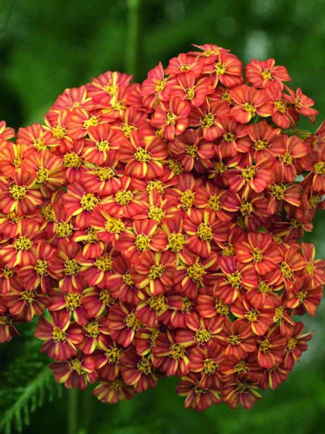 Achillea 'Apricot Delight'