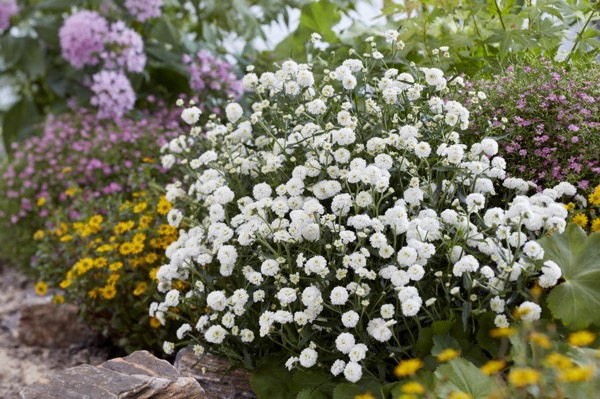 Achillea ptarmica 'Diadem'