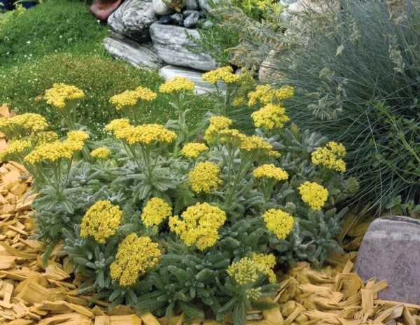 Achillea tomentosa 'Goldie'