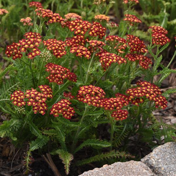 Achillea m. 'Milly Rock Red'