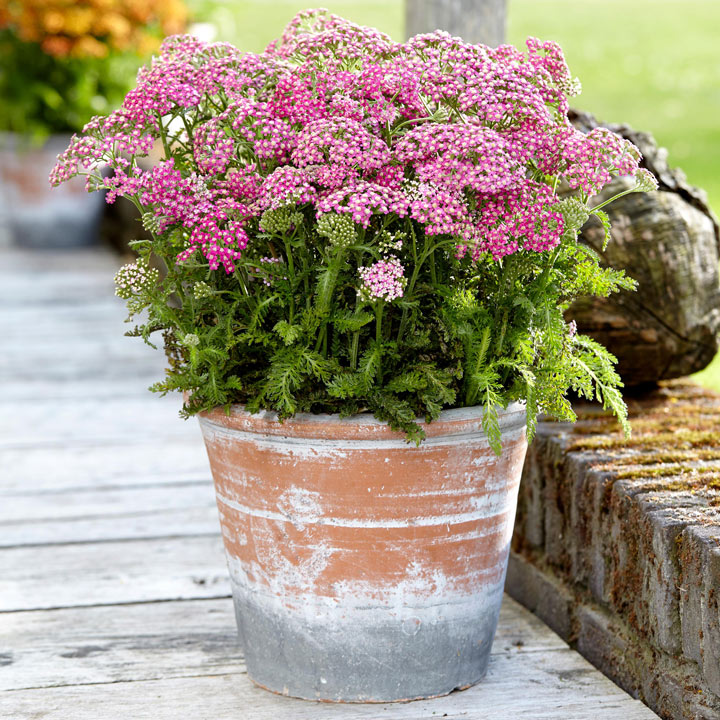 Achillea m. 'Milly Rock Rose'