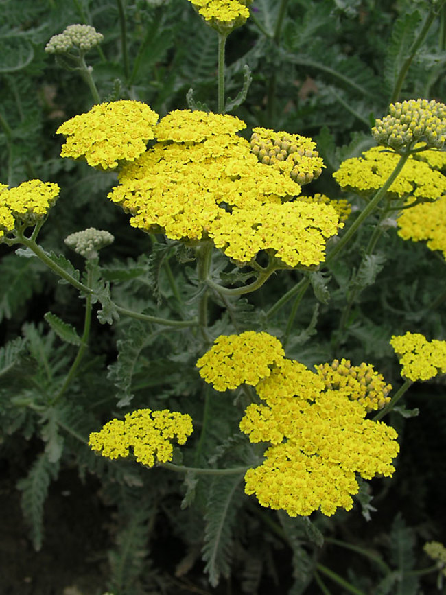 Achillea Moonshine