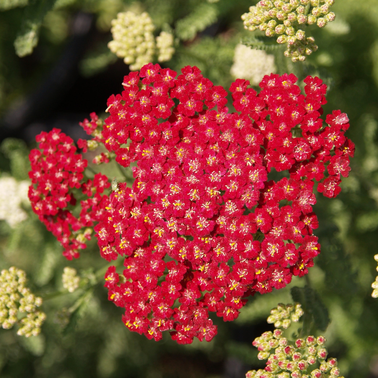 Achillea New Vintage 'Red'