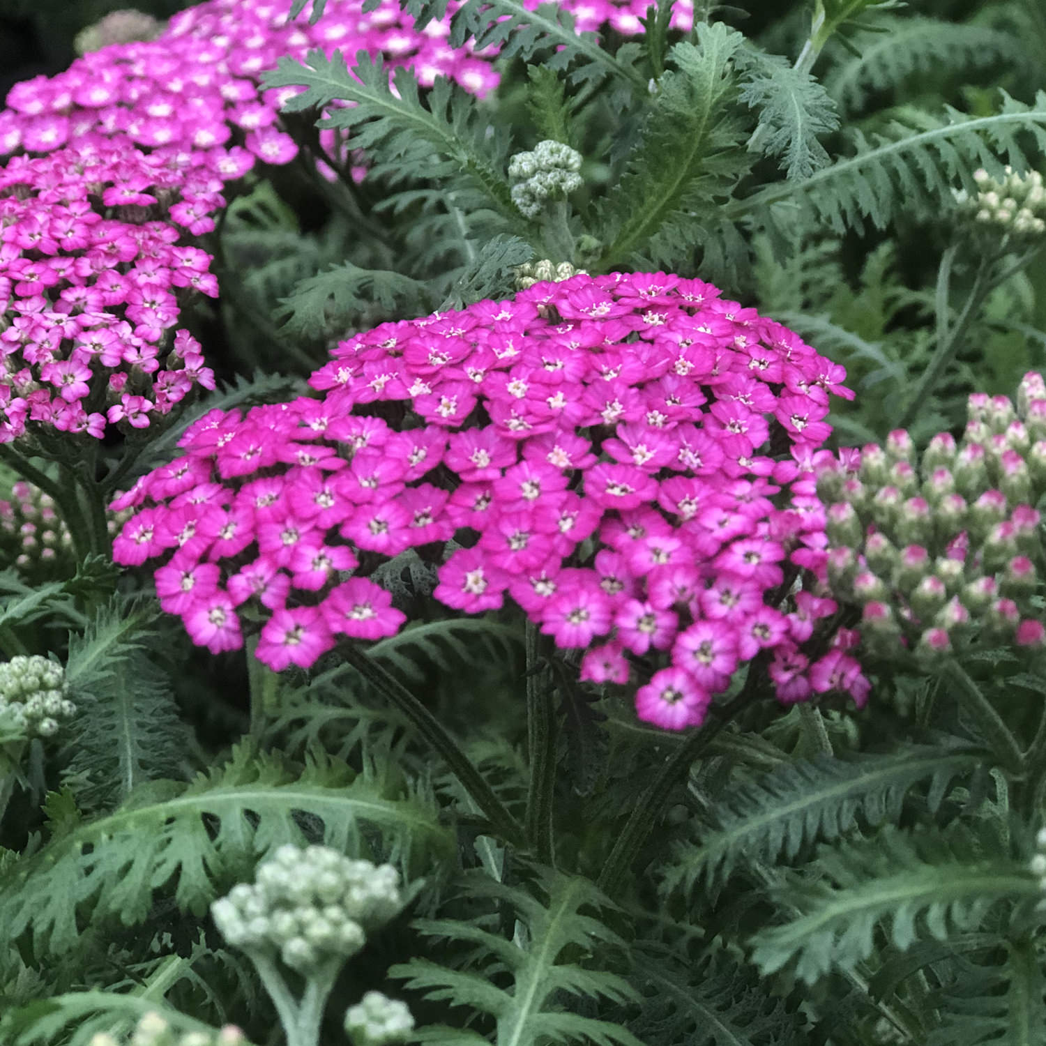 Achillea New Vintage Violet