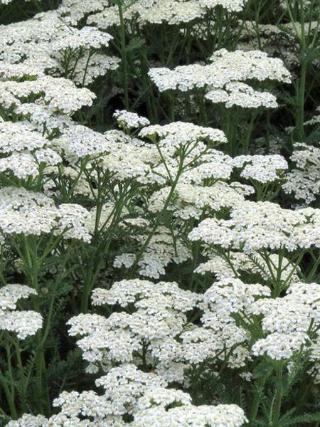 Achillea New Vintage White