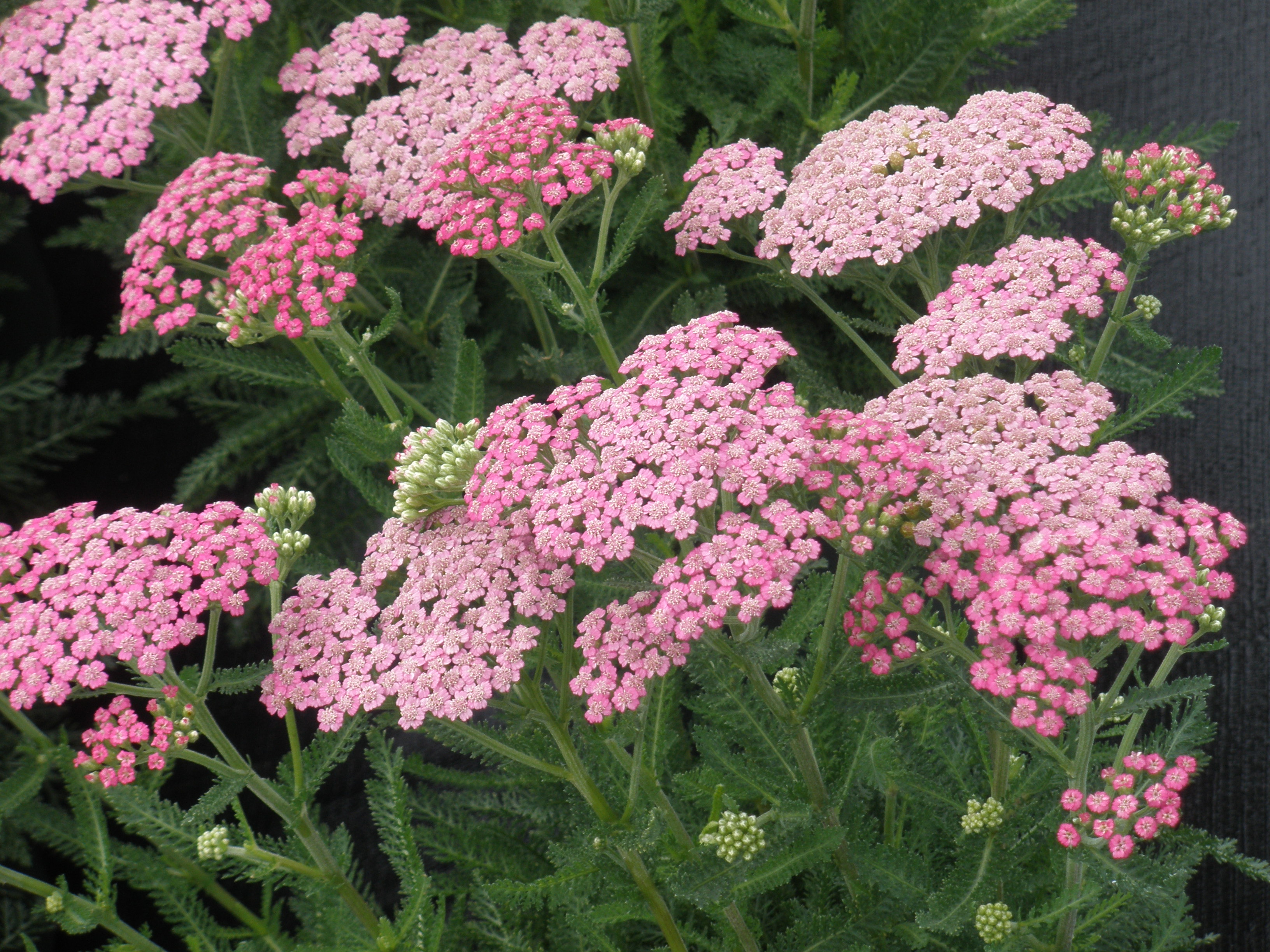 Achillea Pink Grapefruit