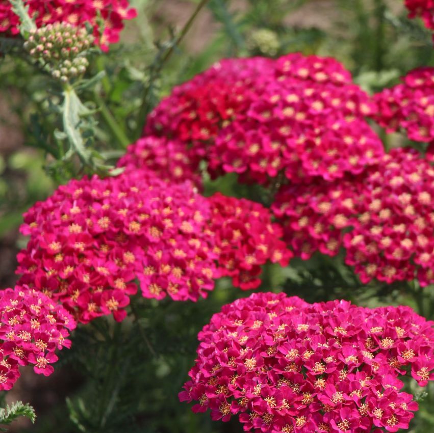 Achillea Pomegranate