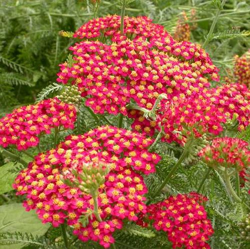 Achillea Skysail 'Fire'