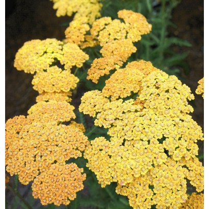 Achillea Skysail 'Yellow'