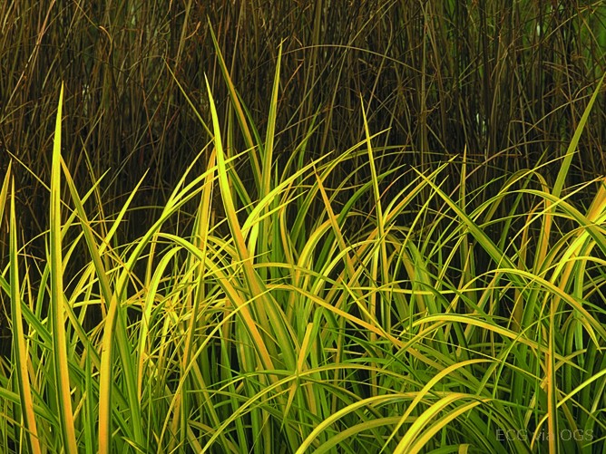 Grass - Acorus g. 'Oborozuki'